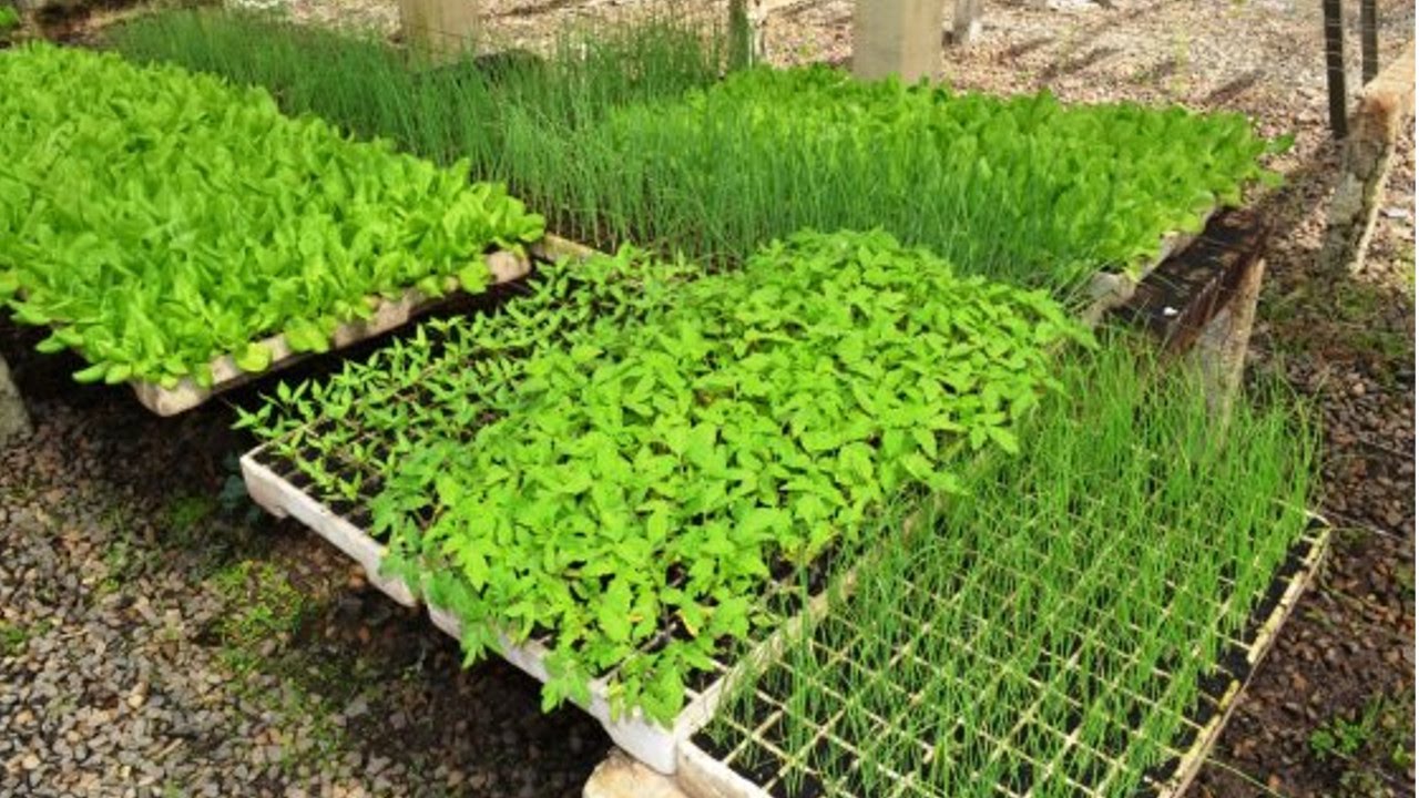 Cultivo orgânico em ambiente rural com hortas e plantações saudáveis