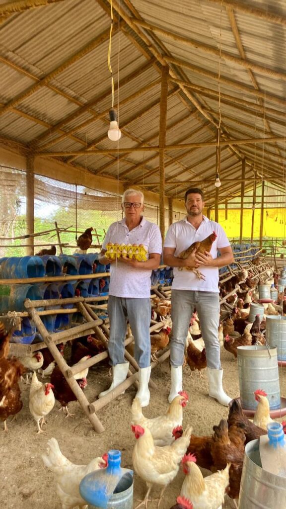 Pai e filho cuidando de galinhas caipiras em um ambiente rural.