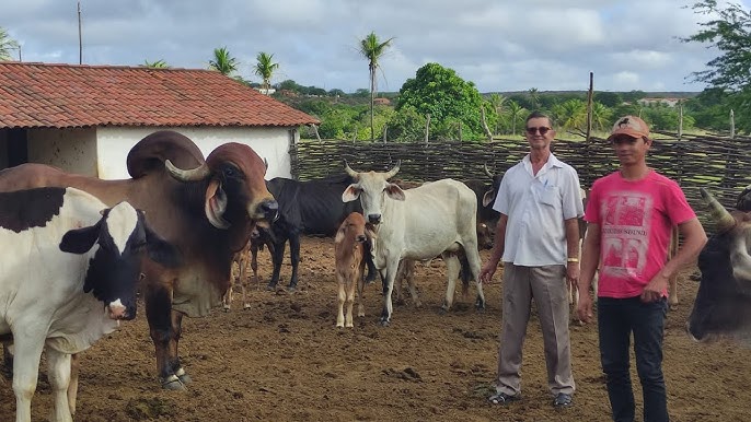 Fazenda com animais pastando sob a luz do sol, representando a criação de animais no sertão pernambucano.