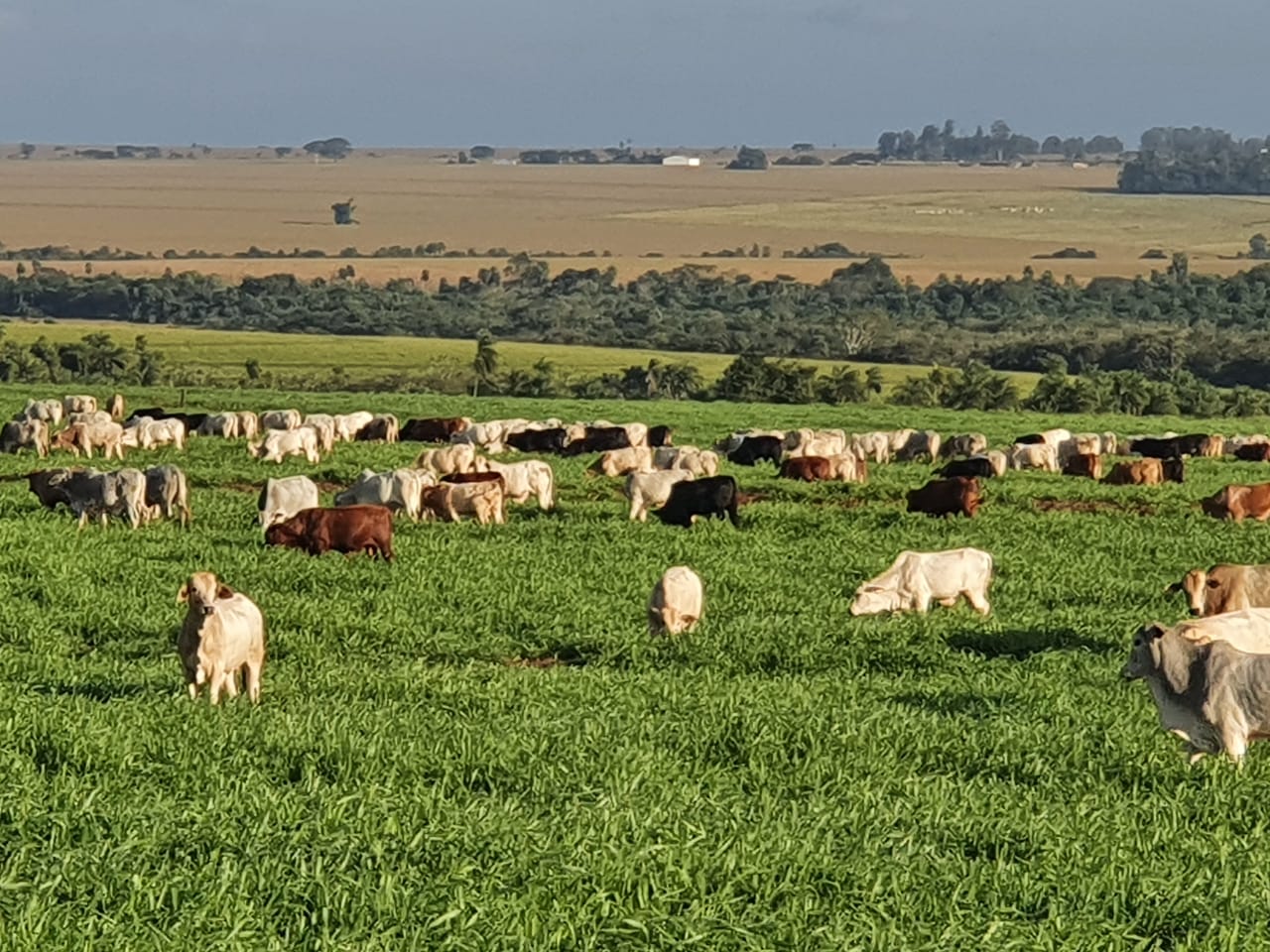 Uma bela paisagem de uma fazenda country, com pastagens verdes e gado pastando sob um céu azul.