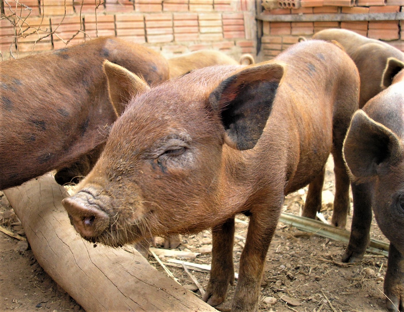 Porcos caipiras em um ambiente rural, evidenciando a criação familiar e a vida no campo