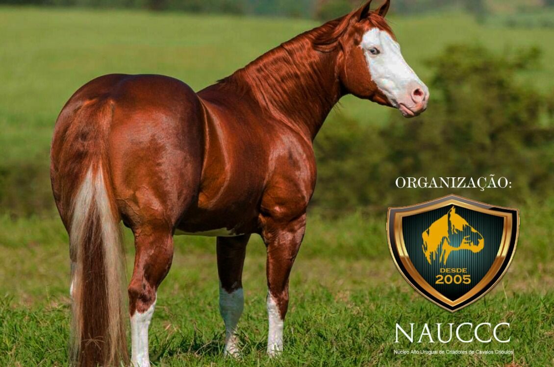 Cavalo Quarto de Milha em um ambiente rural, simbolizando a cultura country.