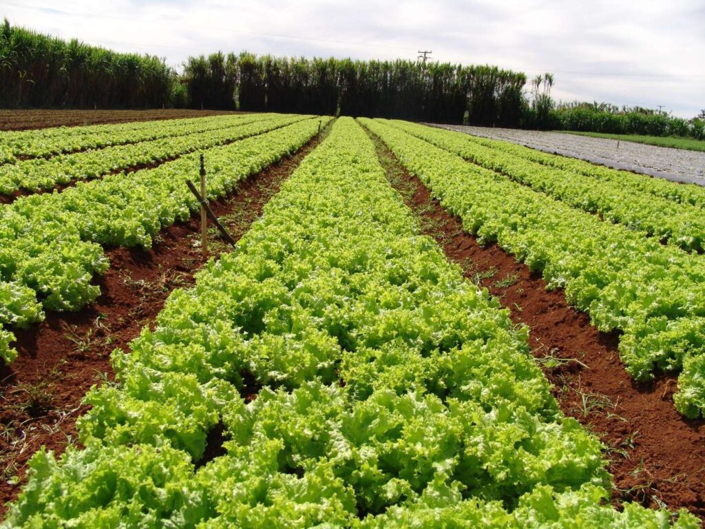 Cenário de uma horta orgânica com vegetais frescos, flores e ferramentas de jardinagem sob um céu azul.