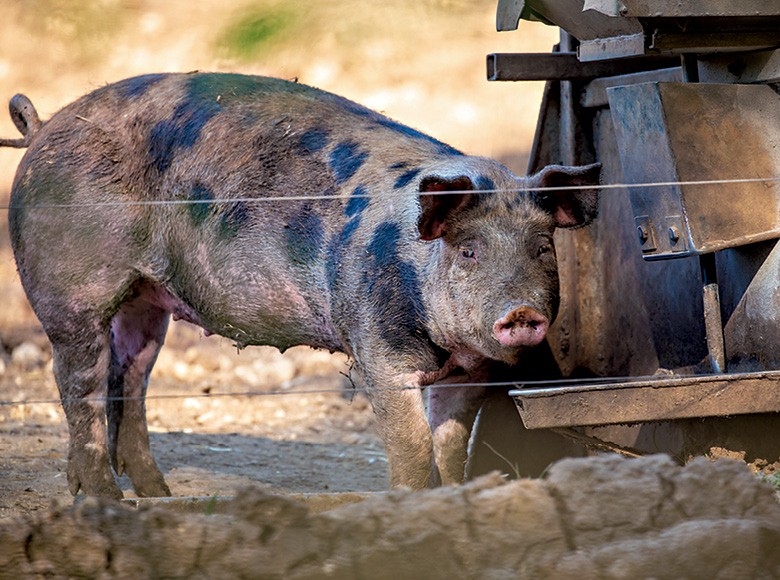 Porcos caipiras em um ambiente rural, evidenciando a vida no campo.