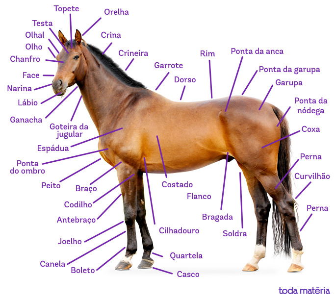 Cavalos de diversas raças pastando em um campo vasto sob o céu azul.