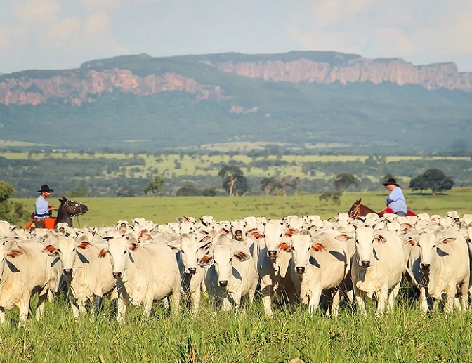 Vista de uma fazenda com gado pastando ao fundo, representando a beleza da pecuária no campo.