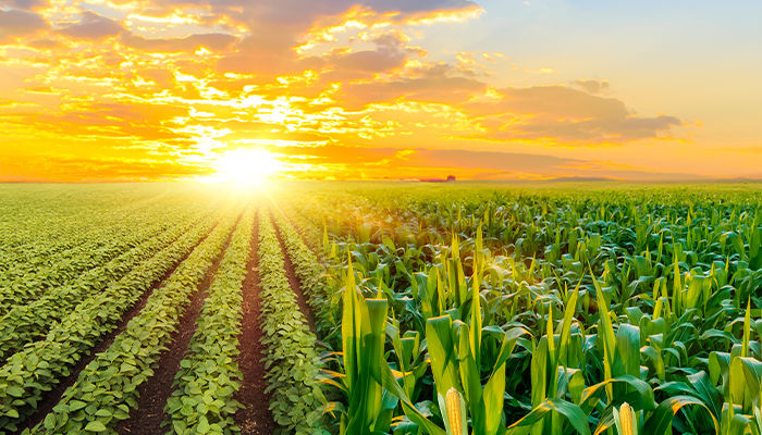 Colheita de milho e soja em um campo sob céu nublado, representando os desafios climáticos na agricultura.