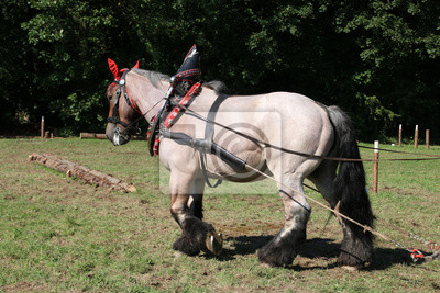 Cavalos de trabalho pastando em um campo verde