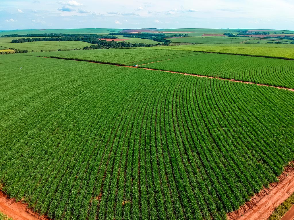 Campo de cana-de-açúcar com céu azul e nuvens suaves ao fundo