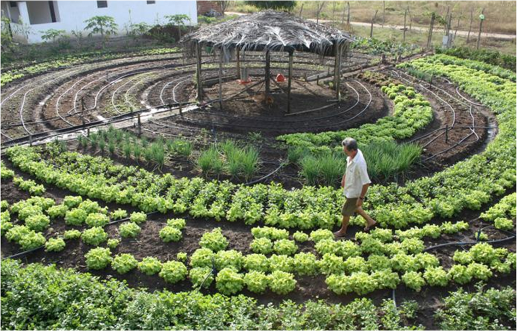 Agricultura sustentável em uma fazenda country, mostrando práticas agrícolas que respeitam o meio ambiente.