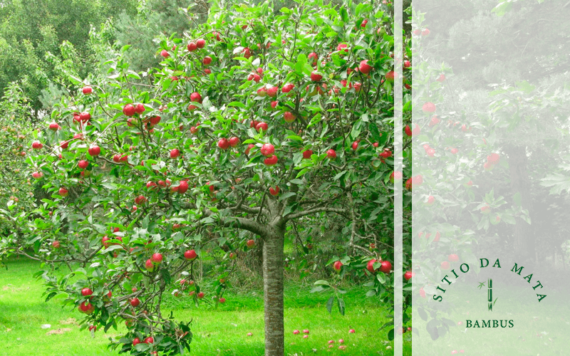 Quintal com diversas plantas frutíferas, representando o cultivo de frutas em casa.