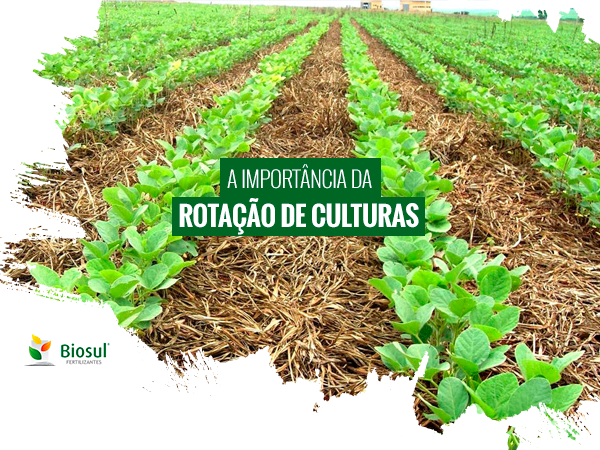 Colheita de culturas em um campo rural