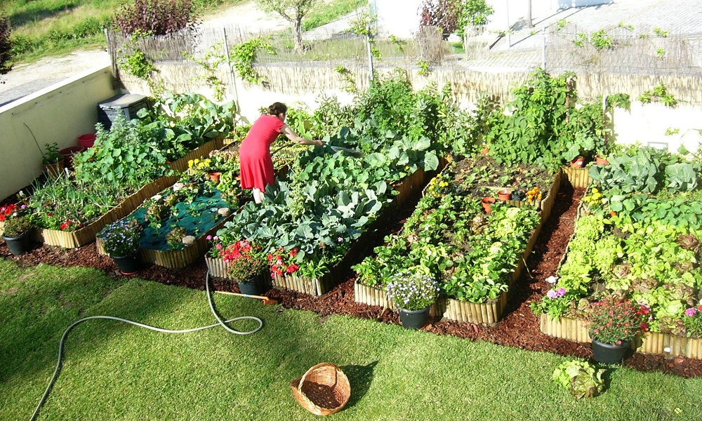 Imagem de uma horta orgânica caseira com diversas plantas saudáveis e vibrantes.