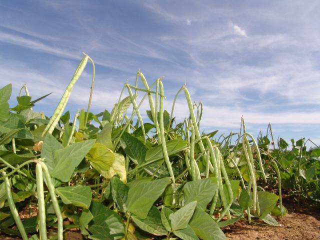 Plantio de feijão-de-corda em um campo rural, com céu azul ao fundo.