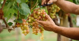Entenda o Ciclo das uvas (etapas do ciclo das uvas) - Blog