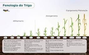 Fenologia - Estádios Fenológicos - Nutrição de Safras
