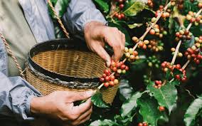 Colheita de café: conheça 3 métodos! - AgroPós