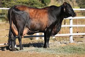 LOTE 2023 — VACA 1/2 GIROLANDO EM LACTAÇÃO — 648 – googado