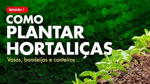 Como plantar hortaliças? (em vaso, bandeja e canteiro)