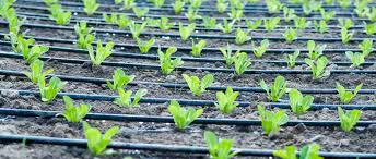 Componentes do Sistema de Irrigação por Gotejamento » Portal Agriconline