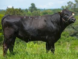Cruzamento Wagyu Angus: Carne de Qualidade Superior