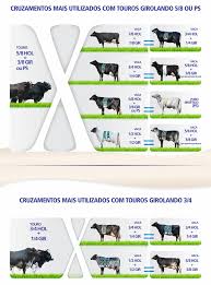 Meio sangue, 3/4 ou 7/8, descomplicamos os cruzamentos