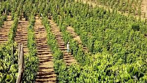 MG: pimenta-do-reino melhora renda de agricultores familiares