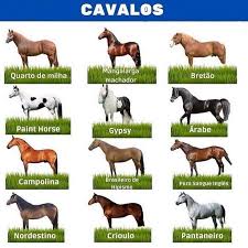 𝗕𝗥𝗨𝗧𝗔𝗠𝗘𝗠𝗢 𝗢𝗙𝗜𝗖𝗜𝗔𝗟 no Instagram: “Raças de cavalos. Gostou? salve o post e mande para os amigos 💓🐴🌵 #brutamemo #horse #cavalos #fazenda #agro #agronegocio #zootecnia #medvet”