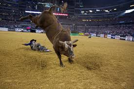 10 Things You Didn't Know About the Bulls of PBR