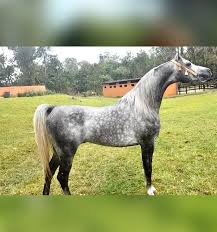Haras Piracuama - Cavalo Árabe a Venda