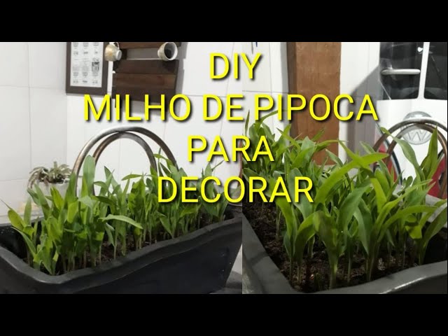PASSO A PASSO-COMO PLANTAR MILHO DE PIPOCA- DAY-FAÇA VOCE MESMO - PLANTAS DECORATIVAS - COMIDA GATO