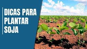 Plantar Soja no Quintal: Guia Passo a Passo