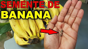GLOBO RURAL - AGRÔNOMO EXPLICA QUE ALGUNS TIPOS DE BANANAS PODEM TER SEMENTES