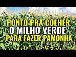 PONTO DO MILHO VERDE PARA PAMONHA