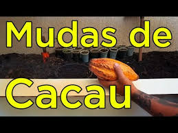Como Plantar Cacau - YouTube