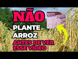 como plantar arroz em casa