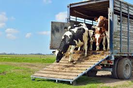 Contran atualiza regras sobre transporte de carga viva - WM Borrachas | Pisos de borracha para transporte de animais