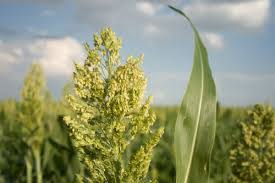 Época de Plantio do Sorgo Safrinha: Guia Completo