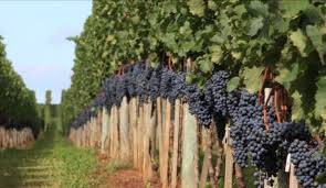 Rio Grande do Sul poderá ter a primeira colheita de uva no inverno - Brasil de Vinhos