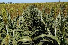 Já pensou em sorgo na safrinha?