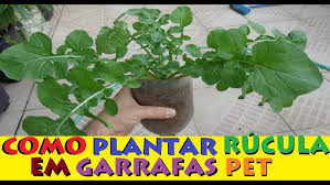 Como plantar rúcula em vasos/pet e colher em 60 dias