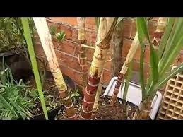 Como plantar cana em vaso