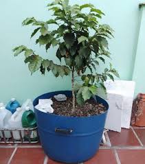 Seu cafezinho pode vir de plantas do seu próprio quintal, jardim ou chácara | CaféPoint