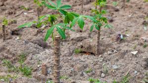 Como plantar mandioca na sua horta: um guia completo