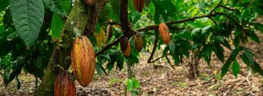 A melhor terra do mundo para plantar cacau - Agência de Notícias da Indústria