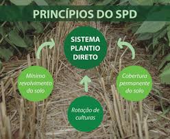 Plantio direto: aprenda tudo sobre a técnica