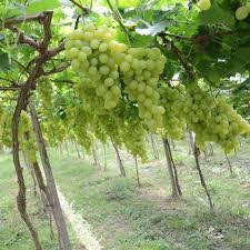 Pé de Uva Nome: Guia Completo sobre Cultivo