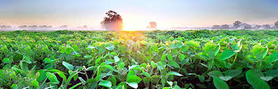 Plantio de Soja: Quando Plantar Soja no Brasil | Agro Bayer