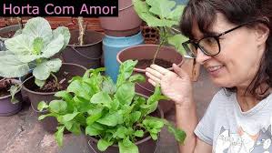 COMO CULTIVAR RÚCULA EM VASO [BALDE]