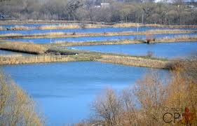 Sistema semi-intensivo de criação de peixes | Portal Agropecuário